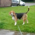 Bailey - Beagle